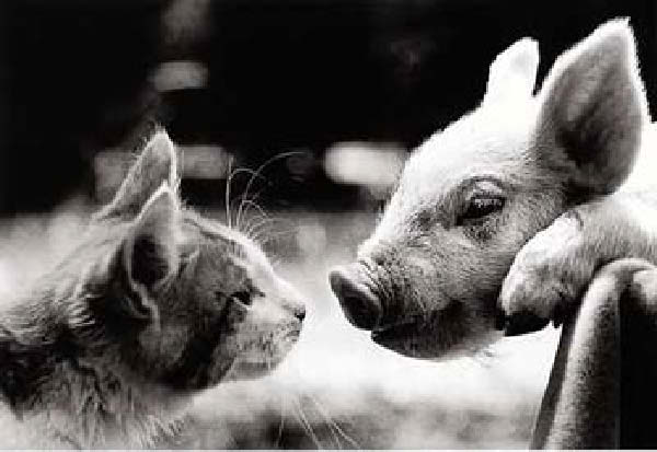 Comme chat et cochon-humourenvrac